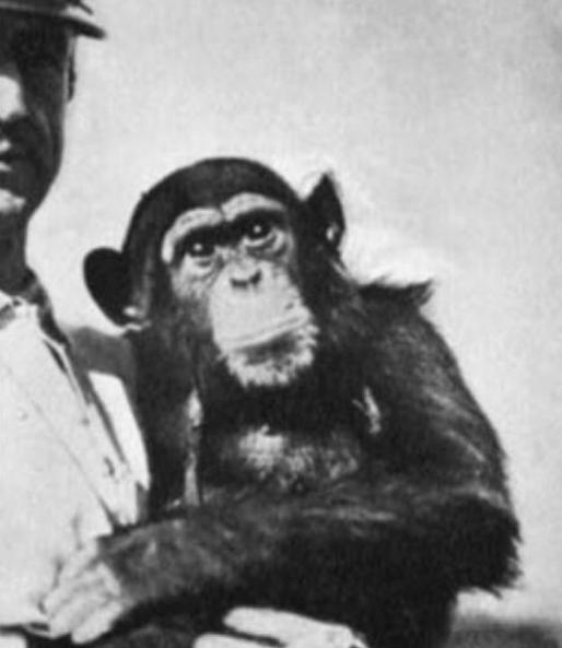 1920年，一位俄国医生将一只猴子的睾丸，移植进了一位74岁老人的体内。术后，没
