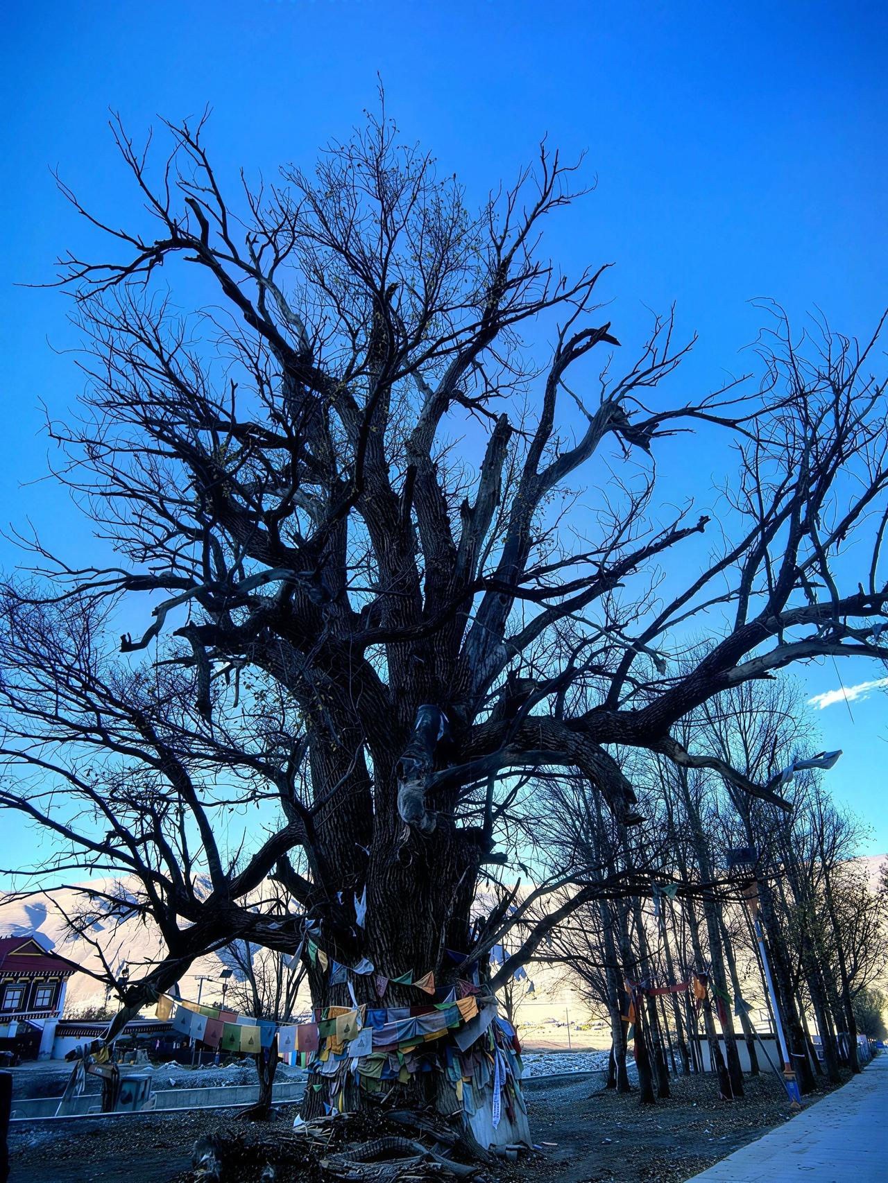 老树 千年古树 治愈系风景 原创作品 摩客之旅