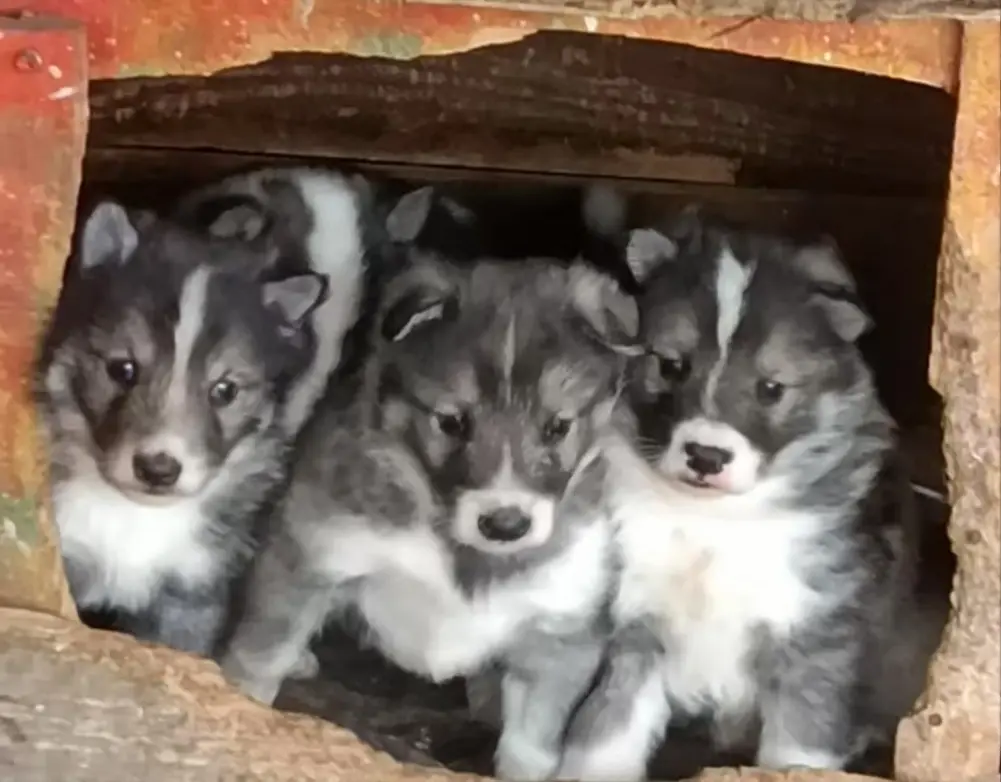 爱好的尽头是啊呢？实战猎犬