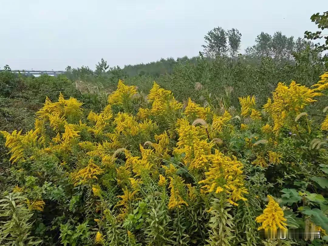 此种黄花长得赏心悦目，一经发现务必连根拔除！

近日，多位市民和游客反映，武汉天