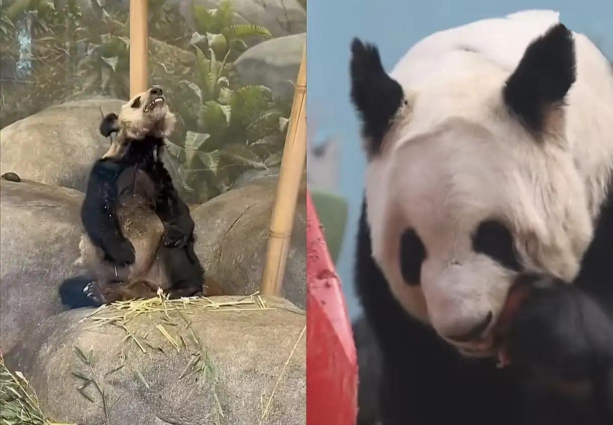 从“瘦骨嶙峋”到“毛发亮丽”——丫丫的逆转奇迹，折射出人性中的希望与坚韧

一只