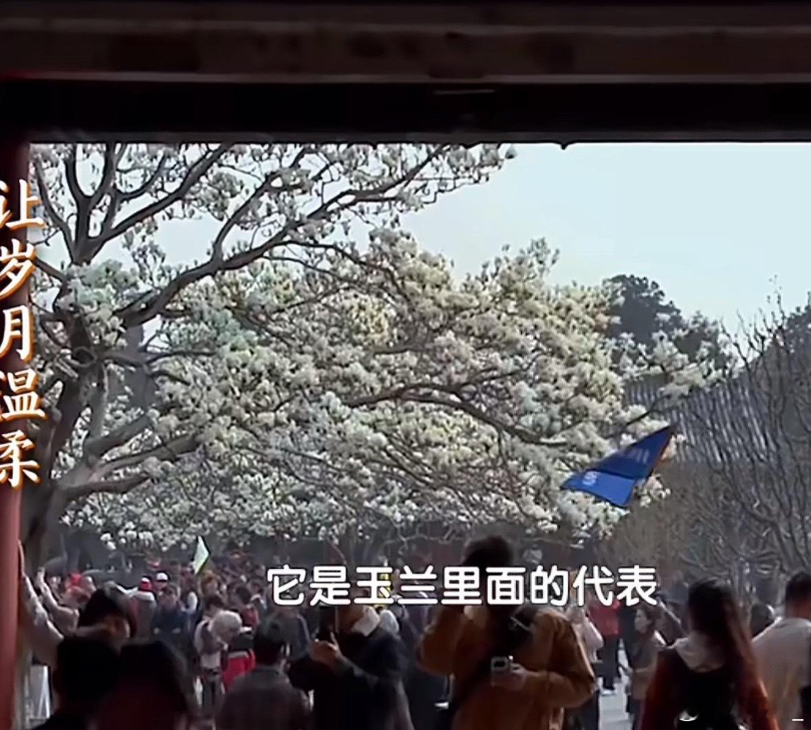 颐和园古玉兰的生命历程颐和园古玉兰太美了！从含苞待放到满树繁花，历经岁月沉淀，如