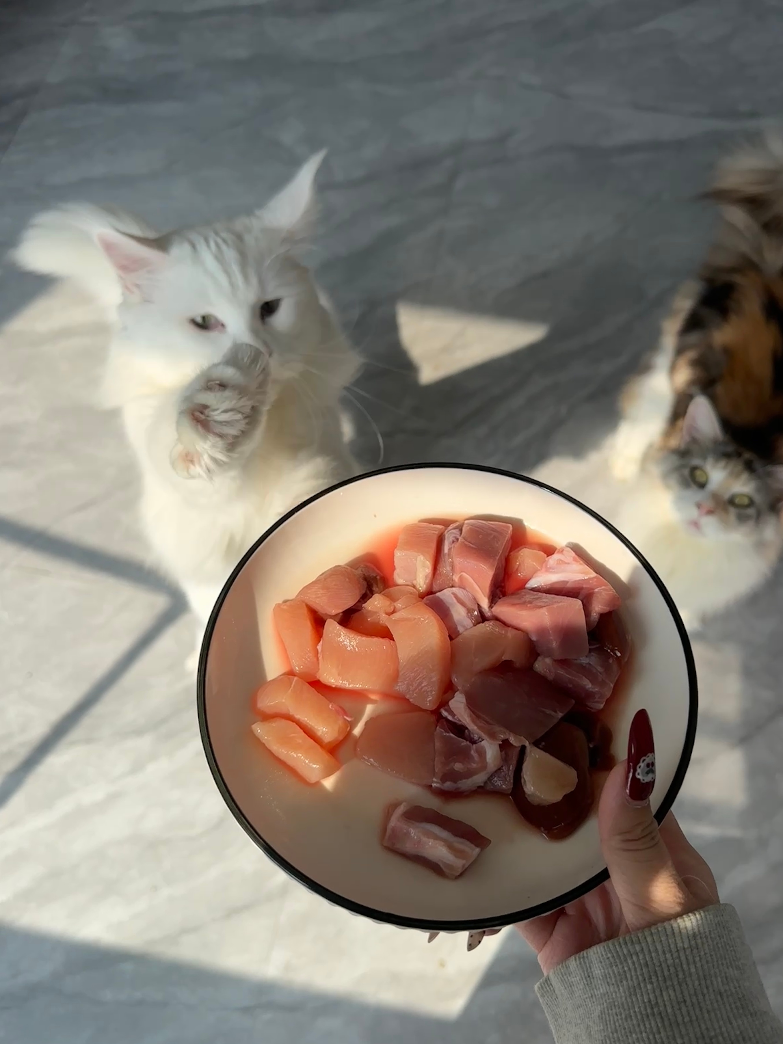 -小白🐈为肉跳舞啊哈哈哈哈 