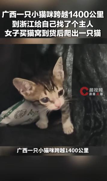 “笑不活了！”浙江永康，一女子网购猫窝，开箱时竟爬出一只巴掌大的活猫！小家伙从广