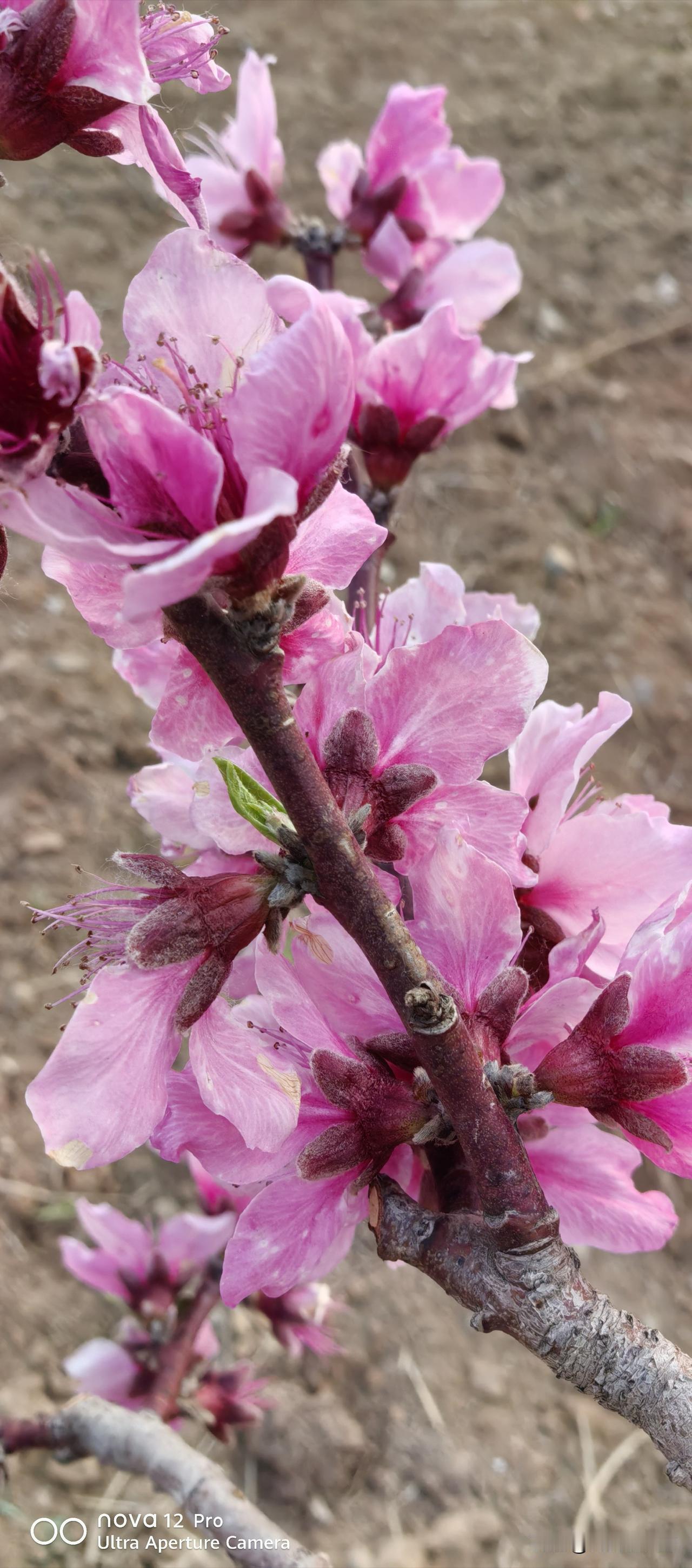 春日生活打卡季