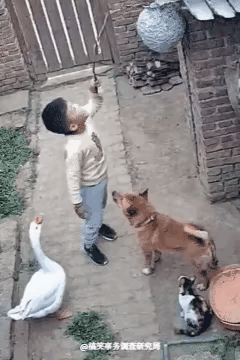 “笑喷了”捅完马蜂窝后，大伙儿都赶紧跑，大鹅光顾着护脑袋，它的腿脚就不怕马蜂蜇吗