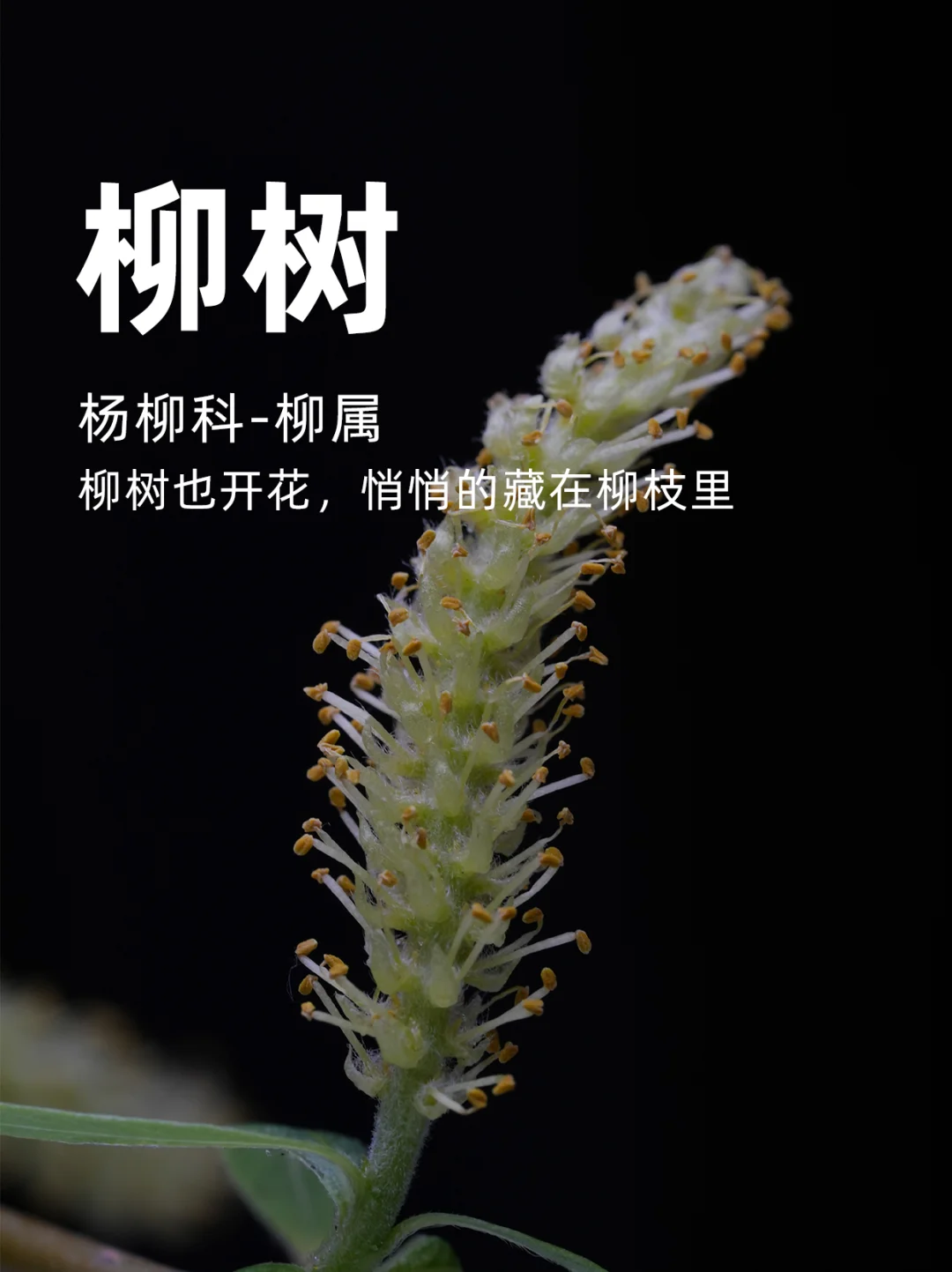 柳树：柳枝上的柳树花，悄悄的藏在柳枝里～