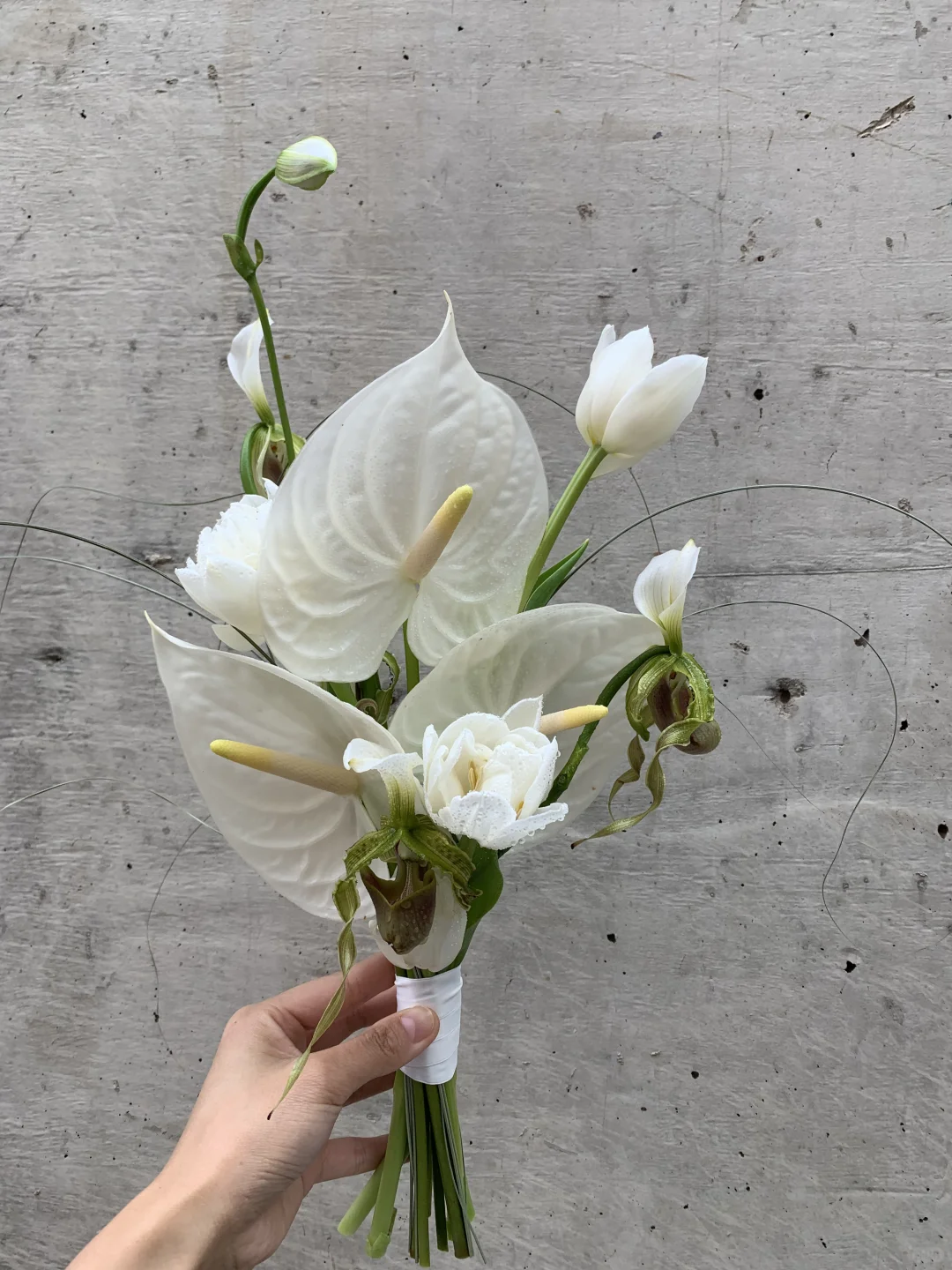 兜兰手捧