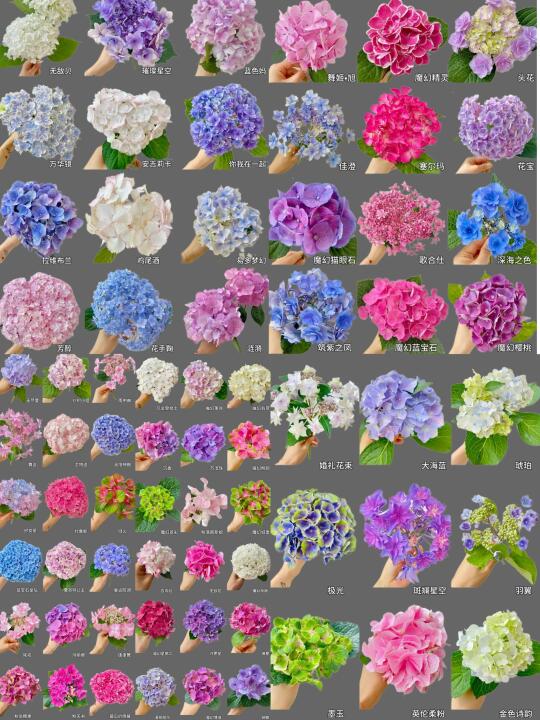 每日识花系列｜一次性69种绣球花