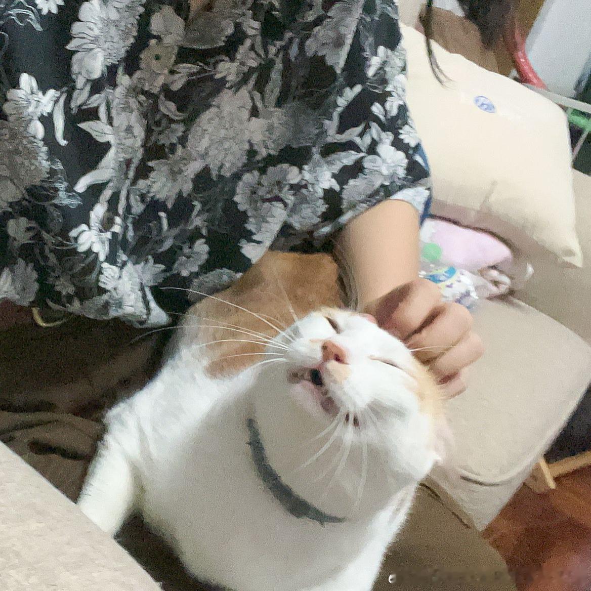 雷霆大肥猪！ 