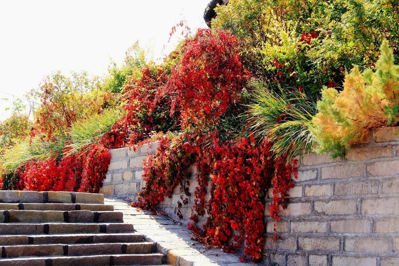 【红艳艳的爬山虎 20241211】

秋末冬初，林木变色，红黄橙绿，斑斓多彩。