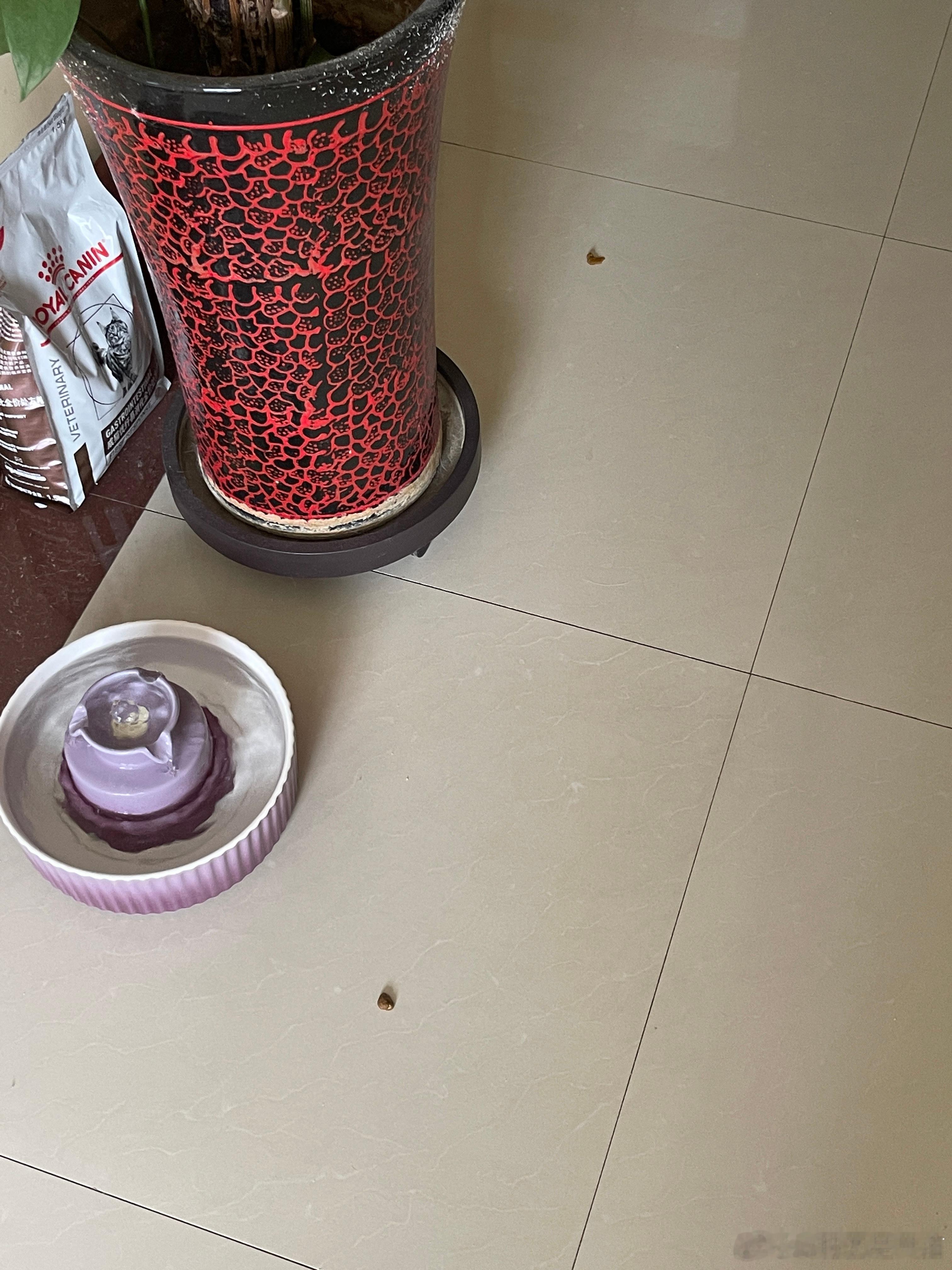 刚撅着腚擦完地上的三坨，转头一看又出现两坨，都是豚豚送给妈妈的小礼物[微笑] 