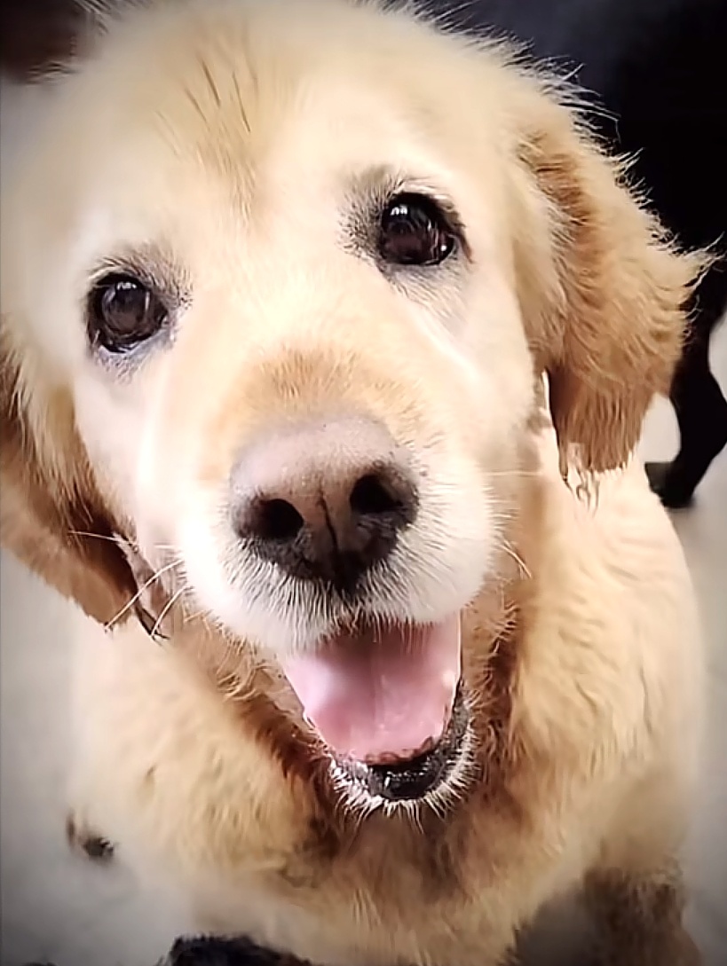 🐕 ​​​