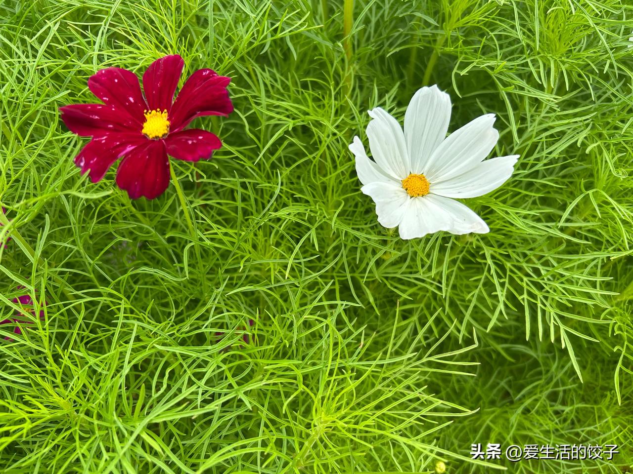 超市门口扫码送鸡蛋，看似占便宜，其实很危险。很多是骗子套路，让老人扫陌生二维码、