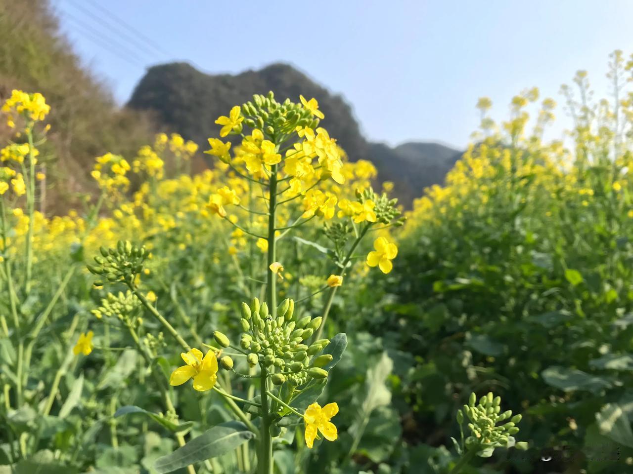 油菜花：我都已经快要凋谢殆尽了，你还不来看我吗？
有花堪折直须折，莫待无花空折枝
