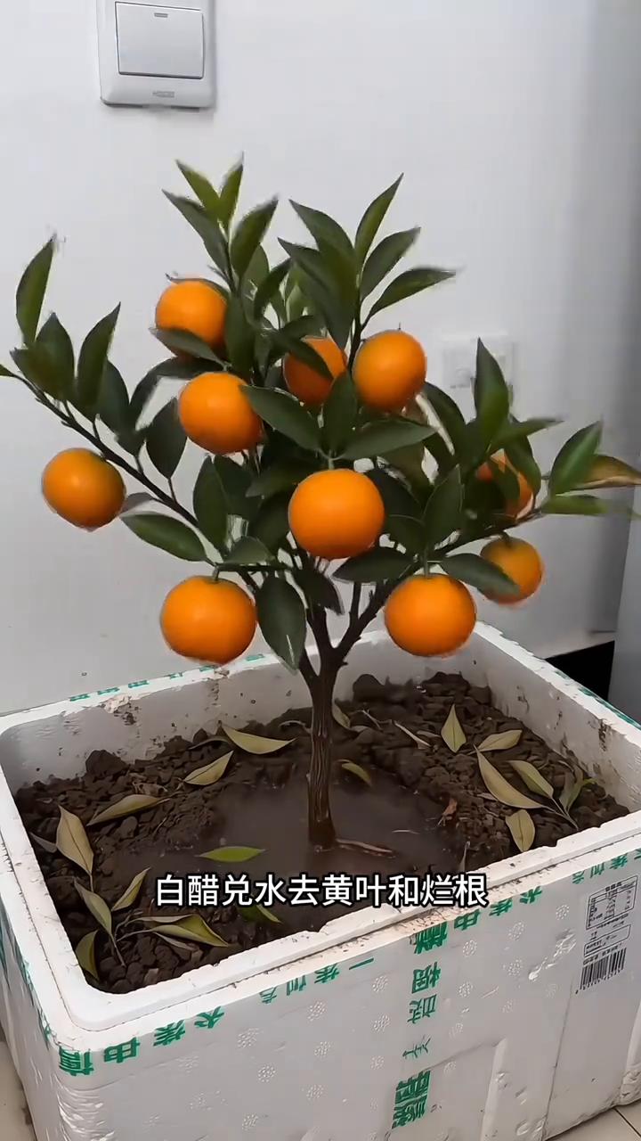 味精兑水就是化肥，红糖兑水就是生根剂，啤酒兑水就是营养剂，白醋兑水去黄叶和烂根。