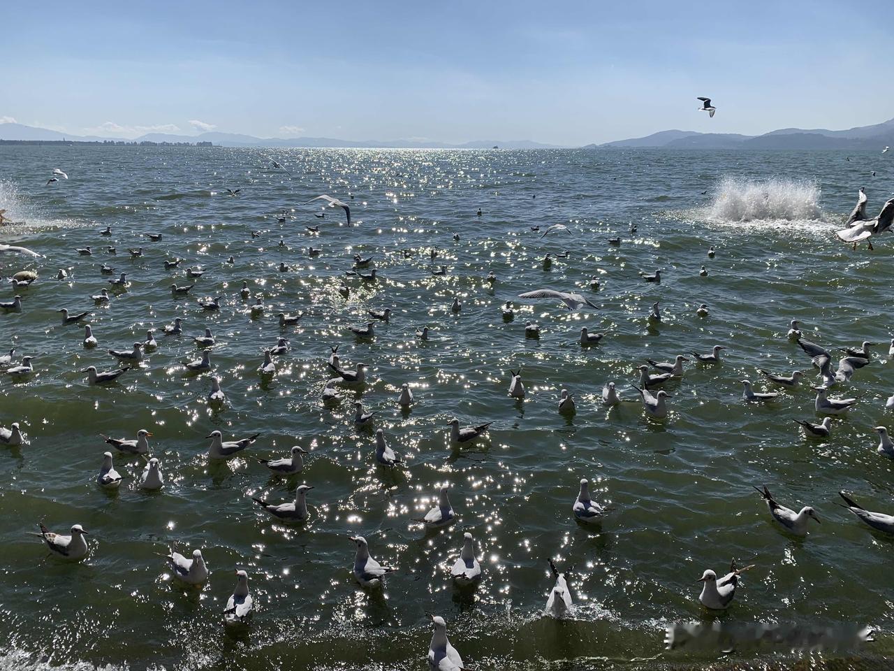 太喜欢昆明这个城市了，尤其是冬天来。

太喜欢滇池了！

是这些海鸥让我释放心情