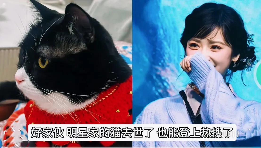 沈月含泪忆爱猫离世

近日，沈月在社交媒体上哽咽讲述了她心爱的猫咪去世的经过。她