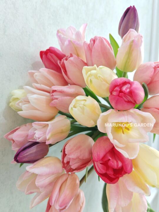 这个季节的郁金香🌷是最美的
