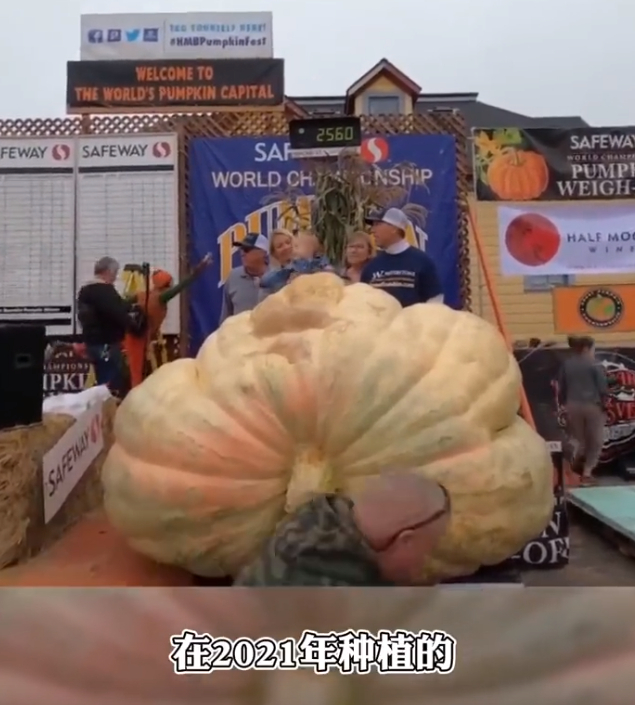 一个南瓜能有多重，我估计大部分人应该没啥概念首先巨型南瓜能够轻松突破100公斤。