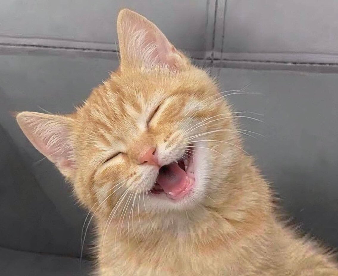 猫猫🐈 
