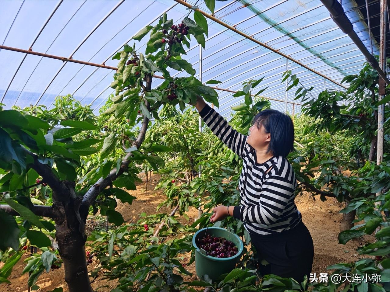 大连金普新区四十里村！一颗樱桃年销2000万，火遍全国！
 
谁能想到，大连金普