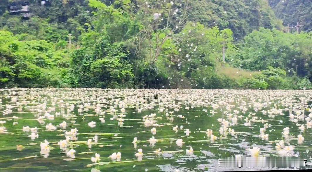 海菜花又叫水性杨花，很多人都知道云南泸沽湖有水性杨花，但是很多人不知道在广西桂林