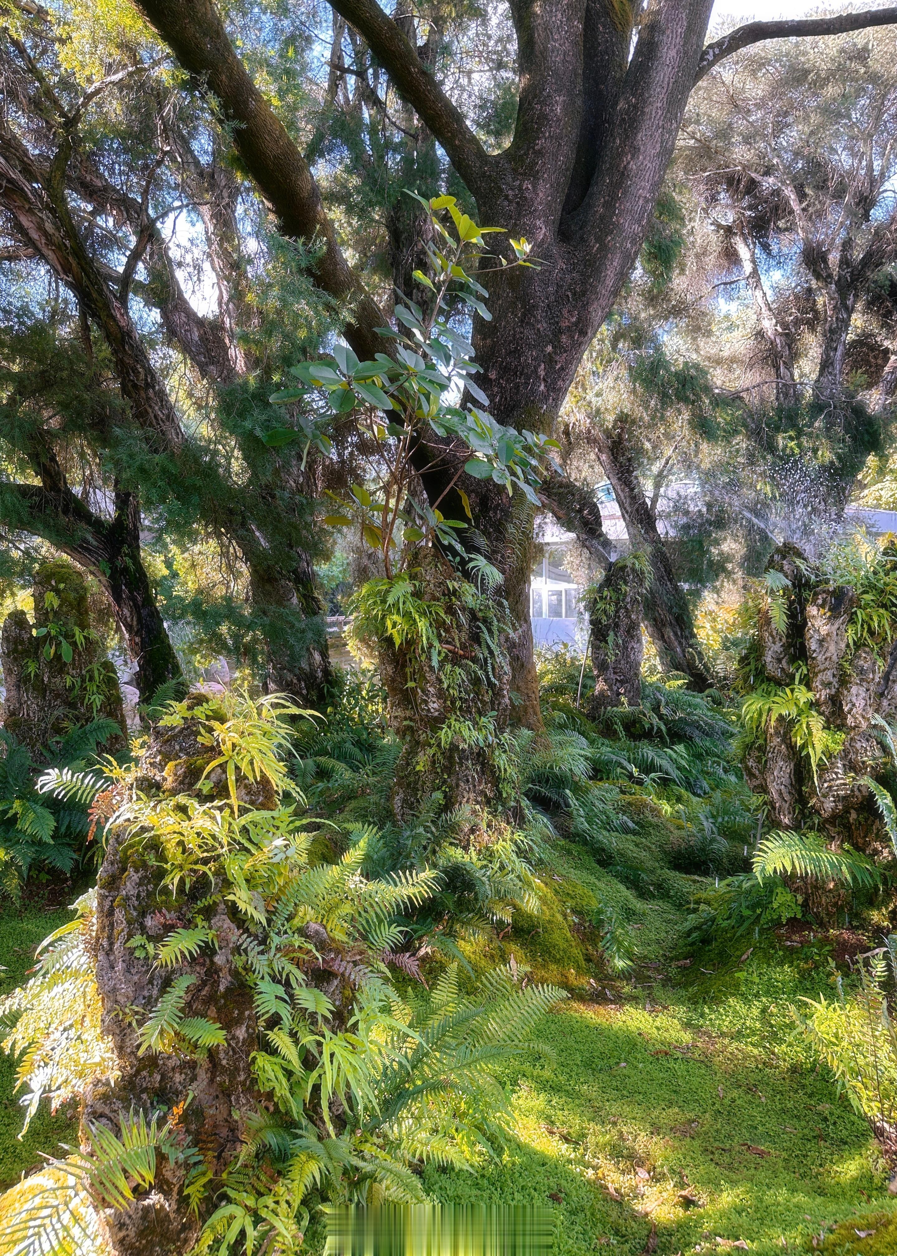 🍃  ​​​