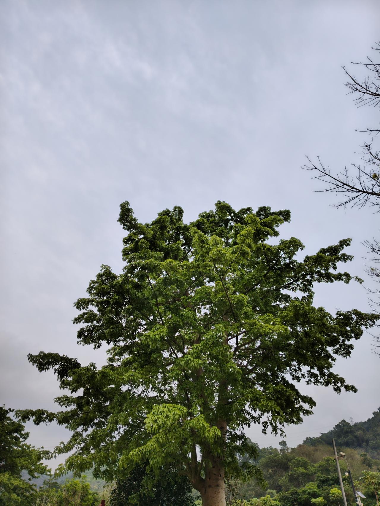 券商说中国股市上升势头远未结束，这说法挺让人激动。就拿4月20日的情况来说，A股