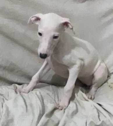 纯白母，海盗眼公