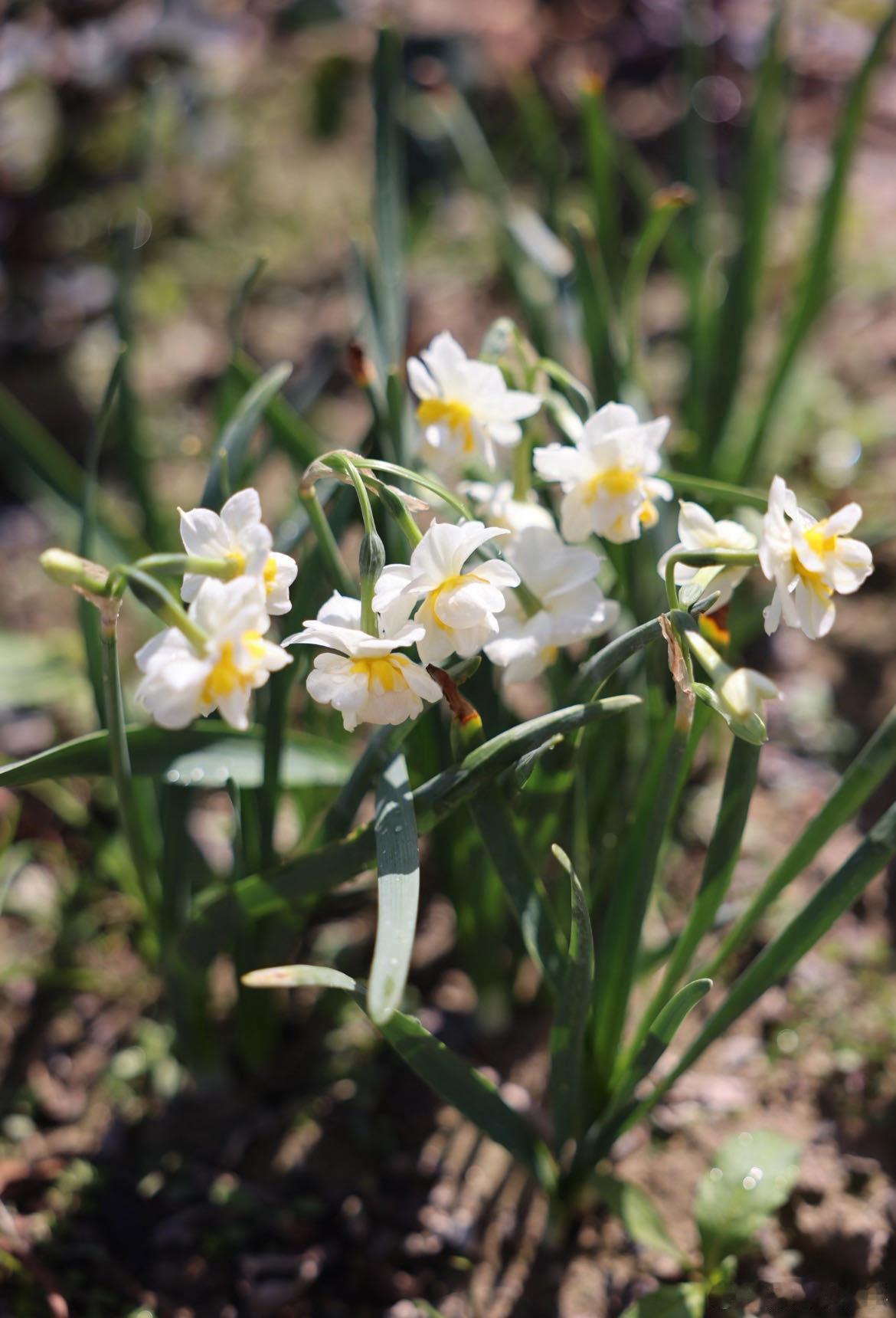 有一种水仙叫舞蹈家 人生当如这株水仙，扎根安稳，绽放自在，有风起舞，无风也自带光