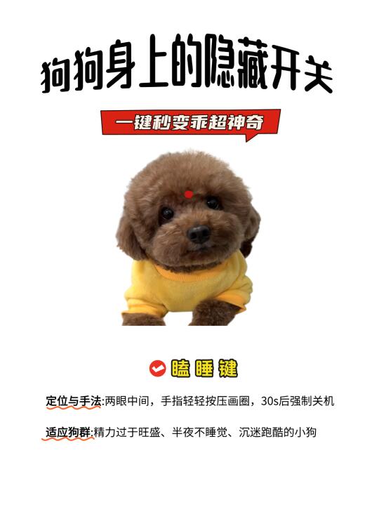 🐶狗狗身上的隐藏开关，一键变乖超神奇！