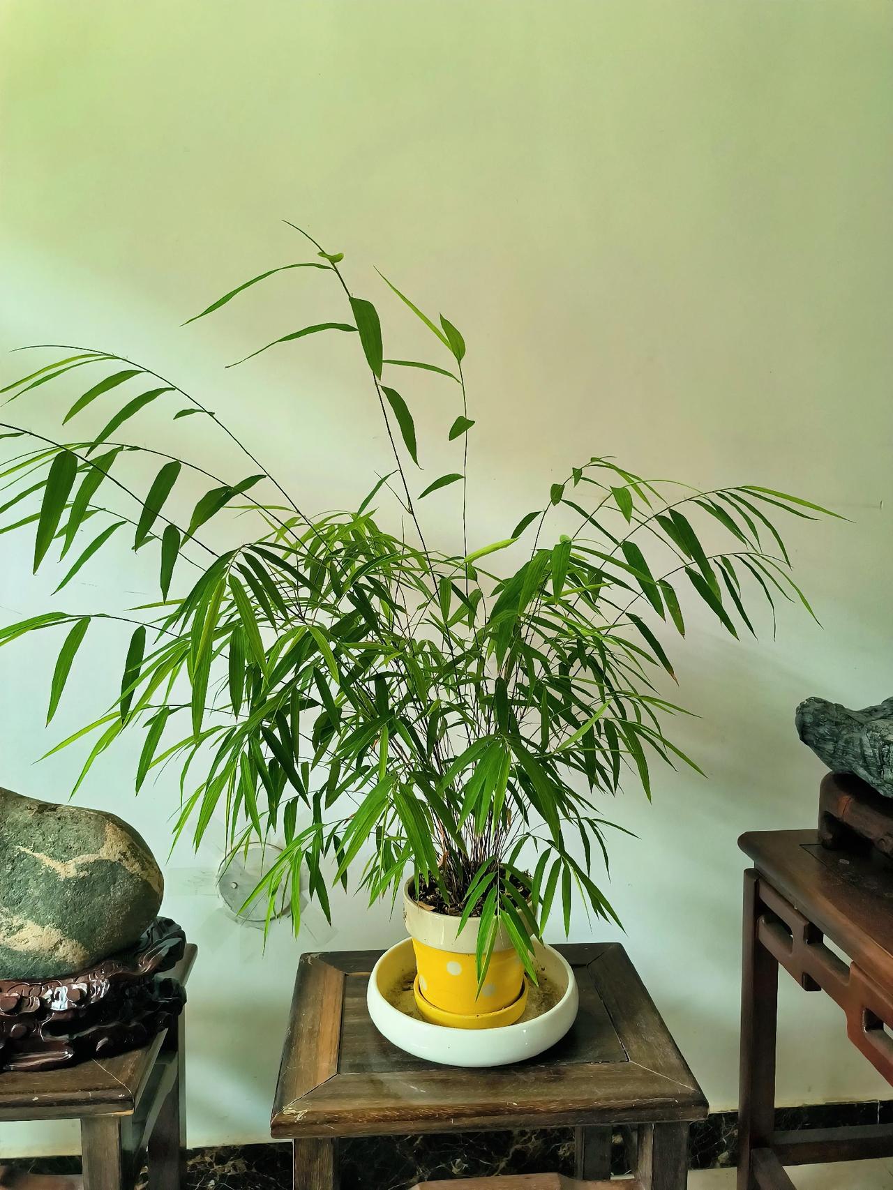 黄庭坚说：宁可食无肉，不可居无竹。竹子婆娑的枝条，刚劲的风格往往被画家、诗人喜爱