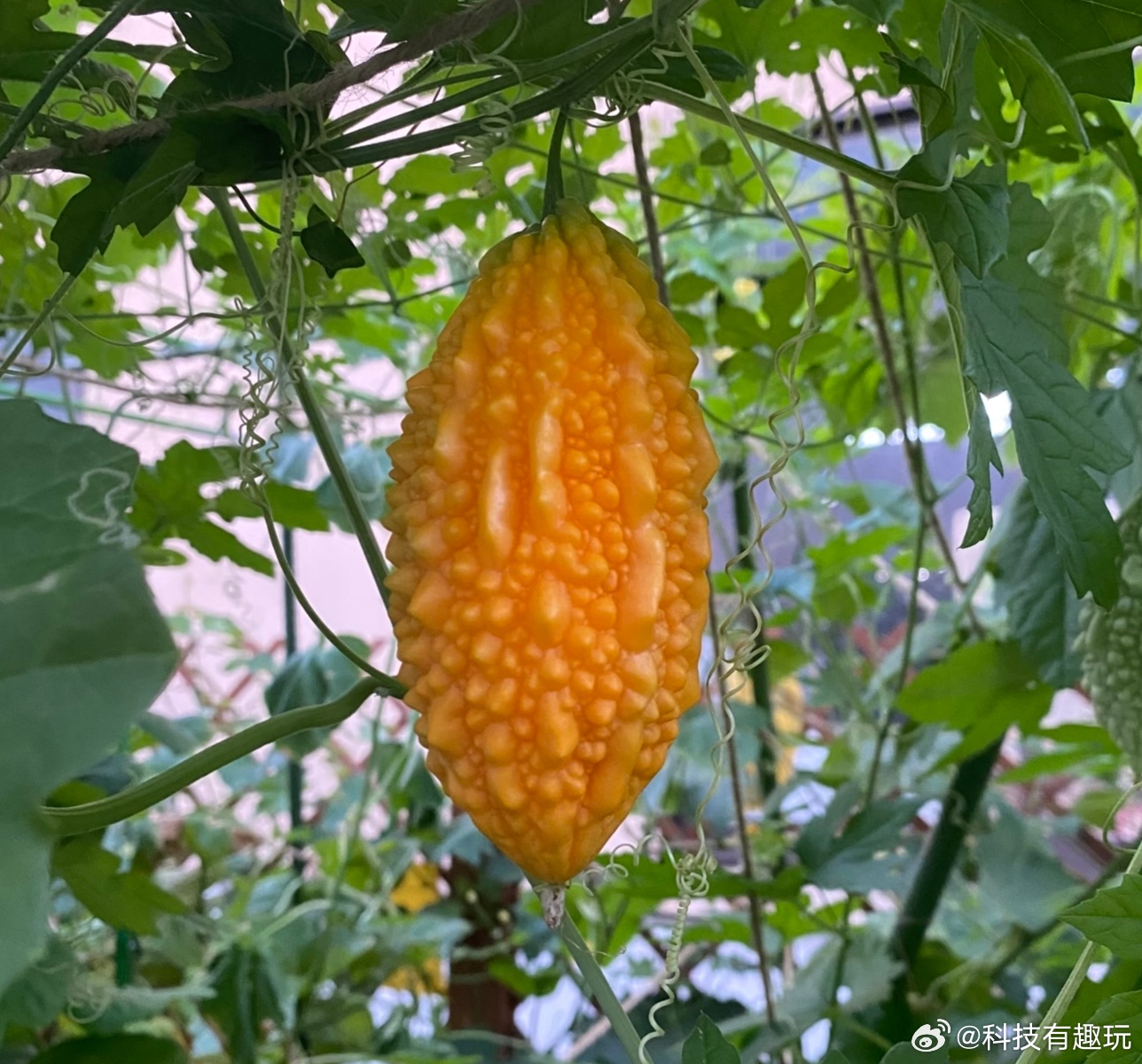 被时代淘汰的水果赖葡萄绝对算一个！以前老家经常能看到，长得像癞蛤蟆和苦瓜，里面是