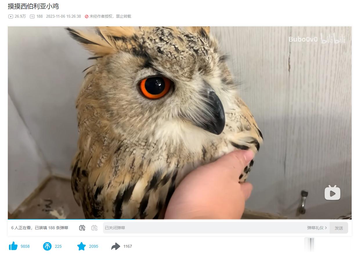 大家最近的解压视频是啥？我最近的解压视频是看别人抚摸猫头鹰（眼睛好漂亮啊啊啊！ 