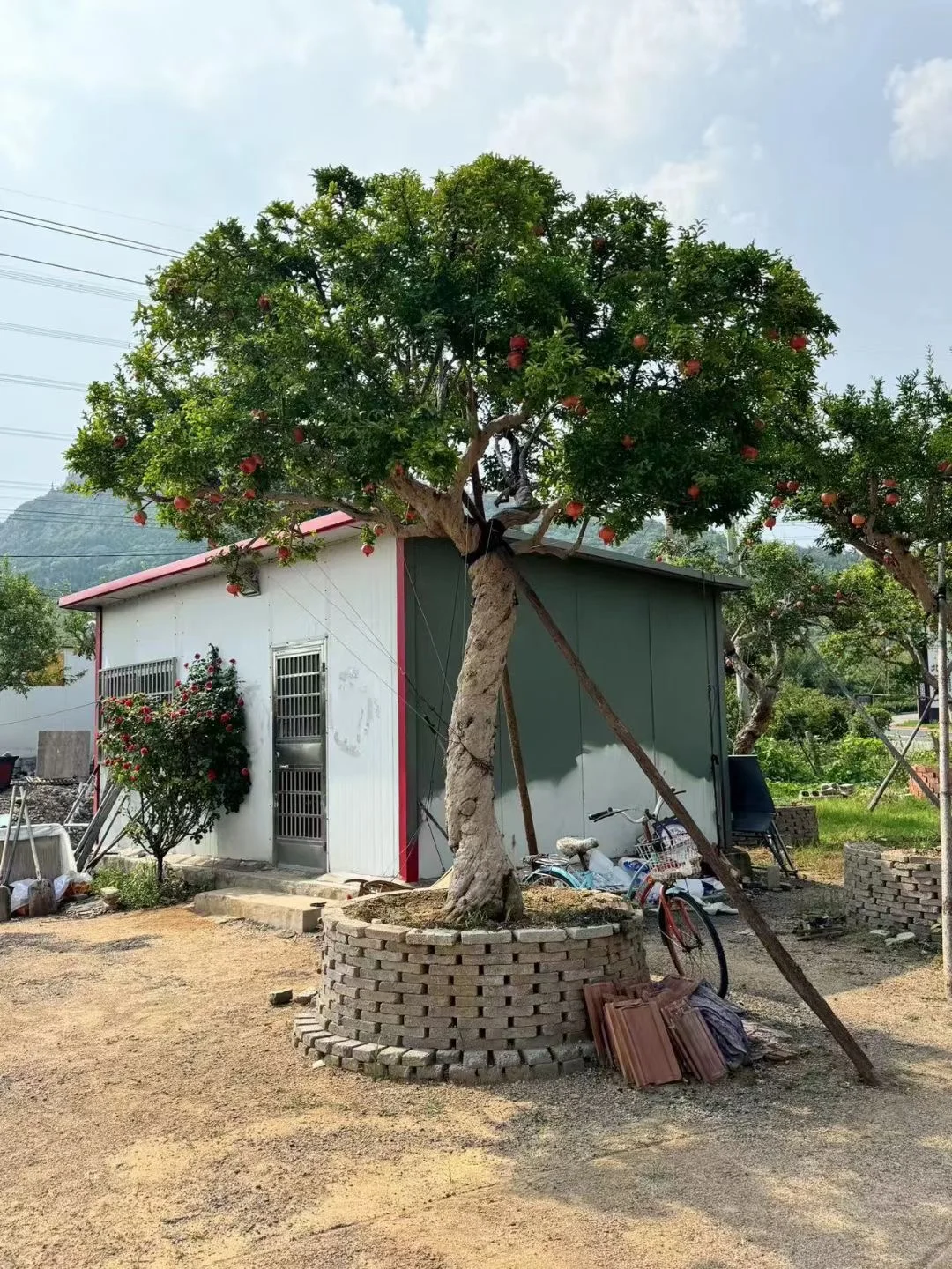 石榴