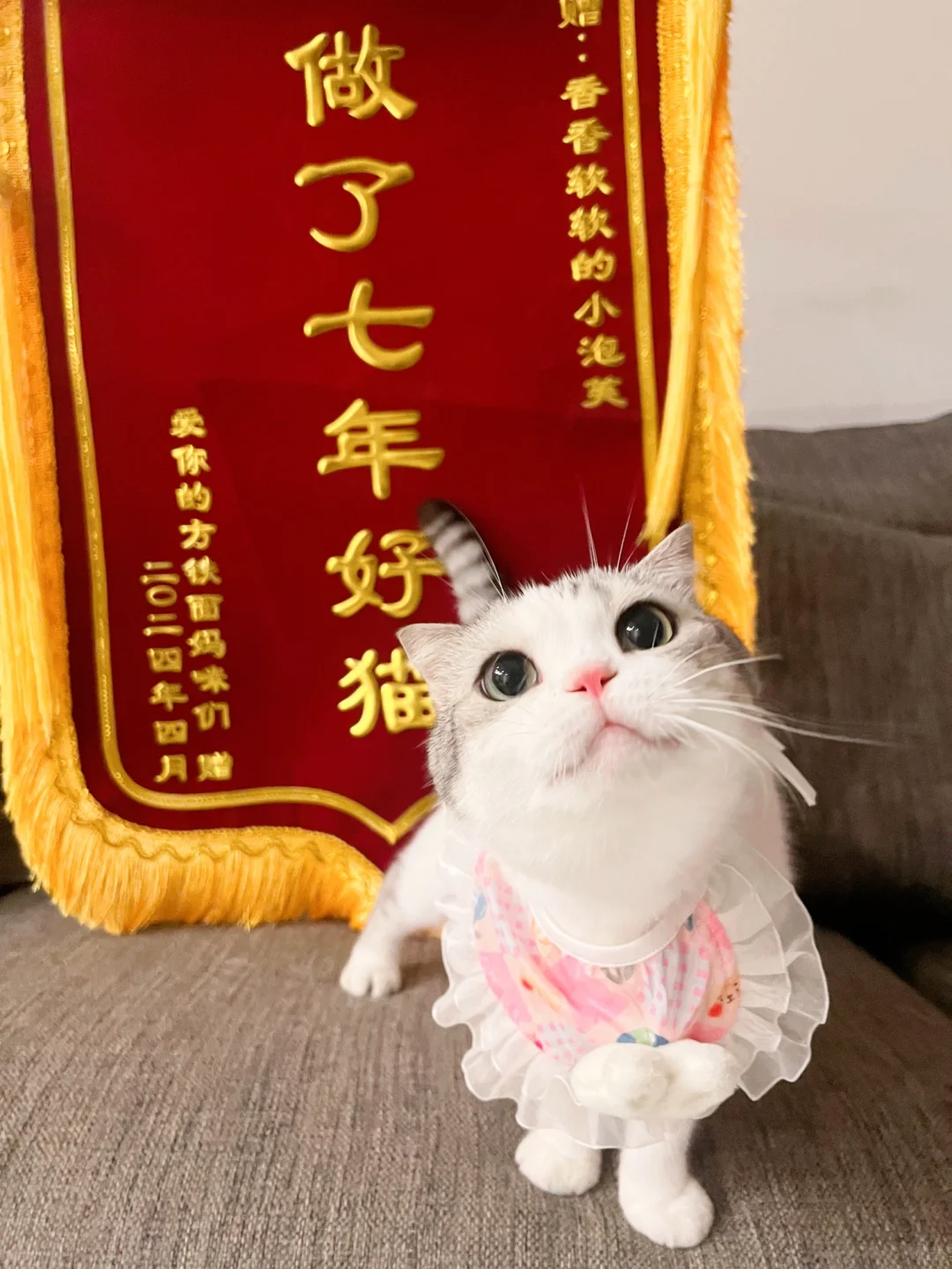 生日快乐呀小猫咪