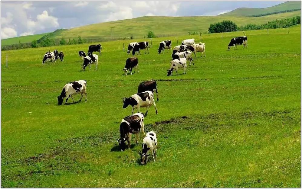 青春，是一场绚烂的梦，如诗如画，充满着无限的可能与憧憬。

而草原，则是大自然赋