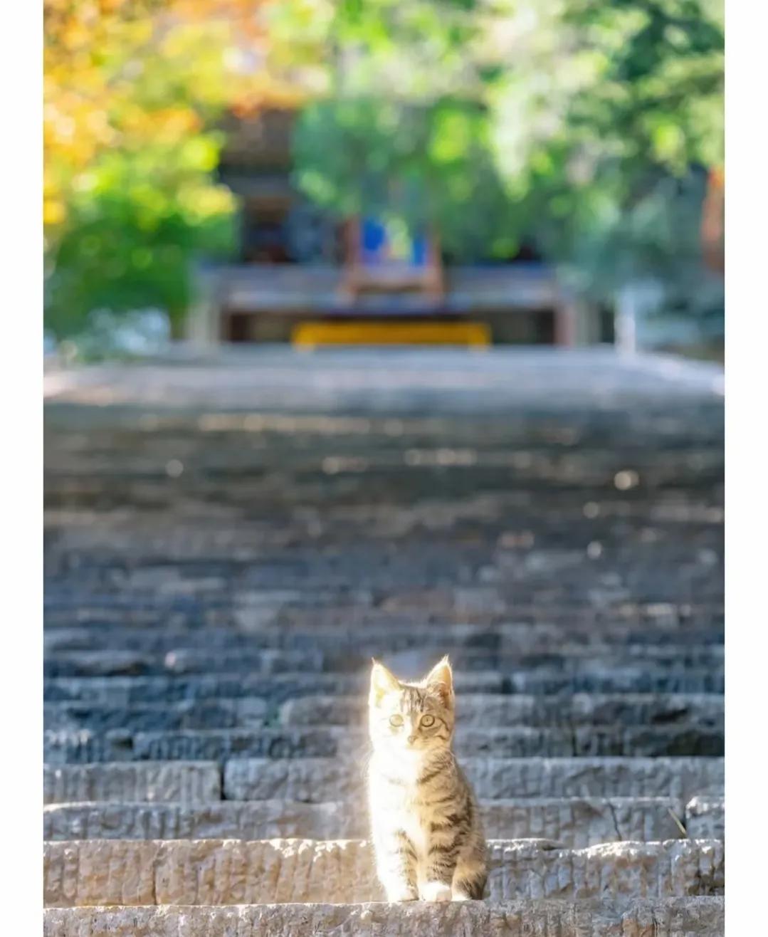 看到某书中的喵咪：在阳光午后，
