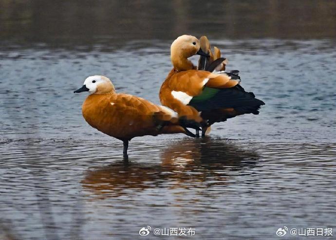 濒危物种赤麻鸭现身太原   近日，清徐汾河二坝湿地，两只“呆萌”的赤麻鸭正在水中