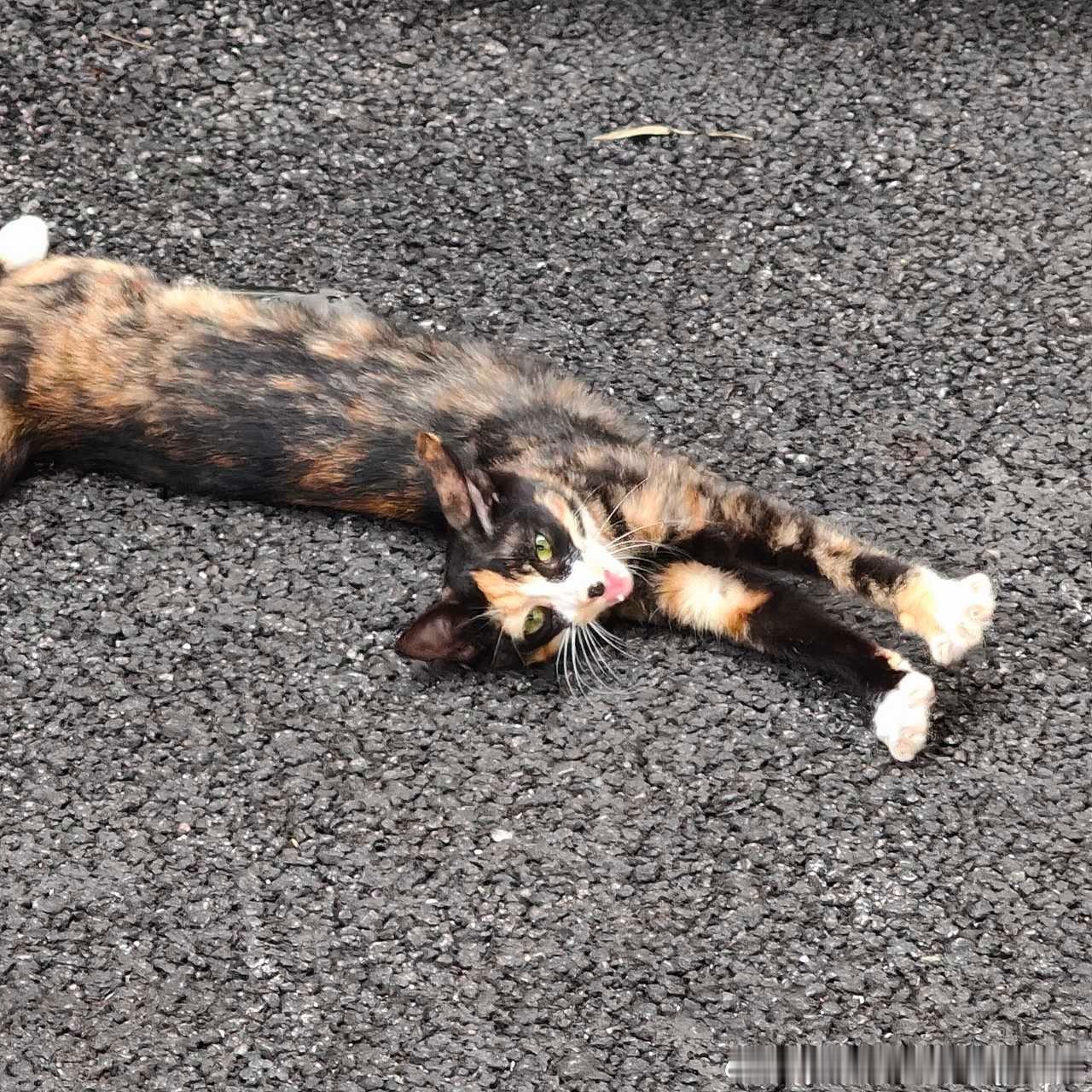 南宁领养 ❤️广西领养 ❤️流浪猫领养 领养投稿：南宁西乡塘安吉附近是一只年纪不