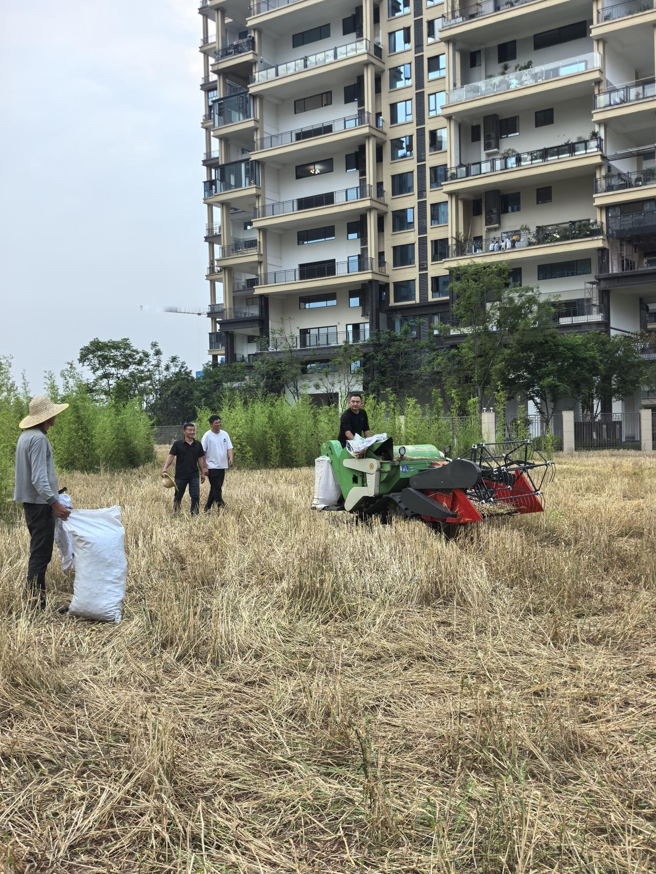 开进城市的收割机
收割，城市绿化带上
种下的麦子
喧嚷。虫鸣，鸟声