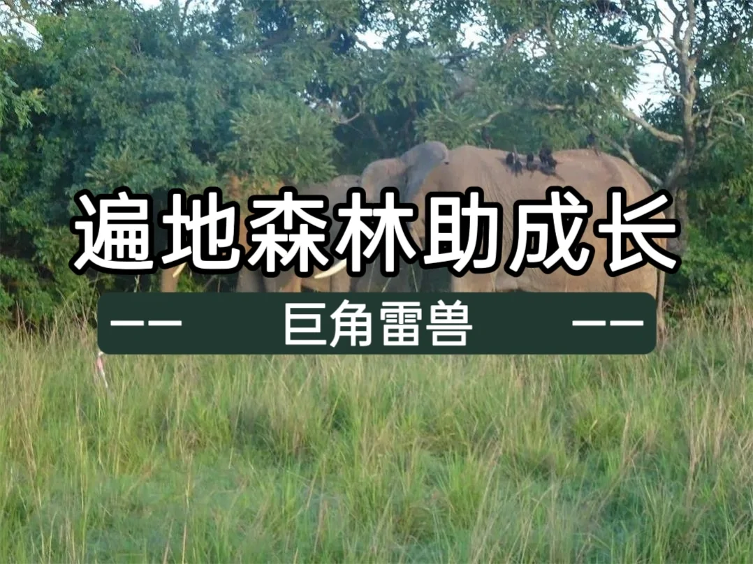 遍地森林助成长