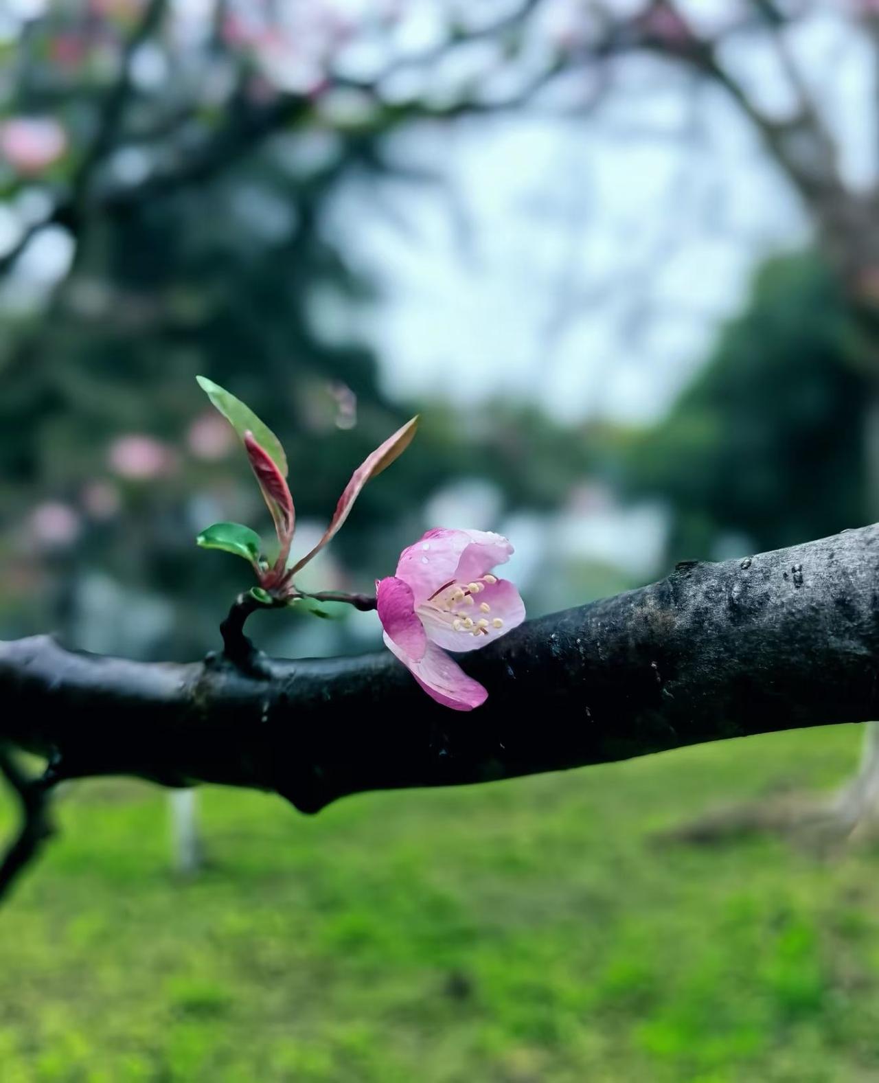 分享一下你随手拍下的照片春天真的回来了，杏花已经含苞待放。