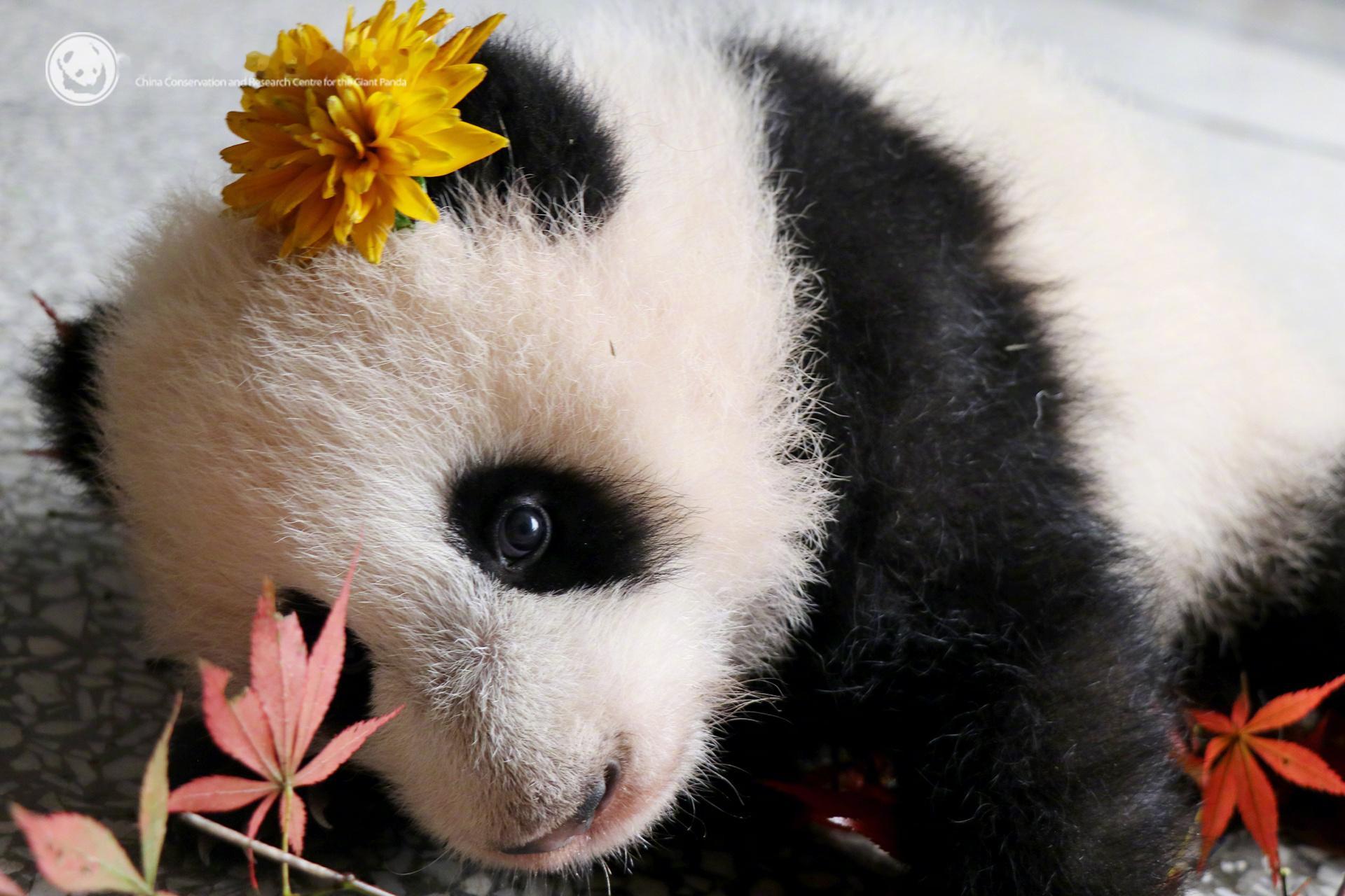 和妈妈在一起的日子很珍贵～大熊猫翠翠崽 （图源：）熊猫妈妈手不离崽沉浸式带娃