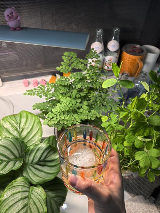 敬你们这些可爱的小玩意儿一杯