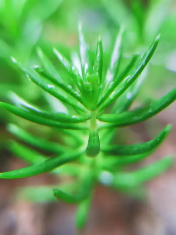 看到这两条互动，不禁感叹文人之间的夸赞实在精妙！称“用笔流畅，自然生香”，这“生