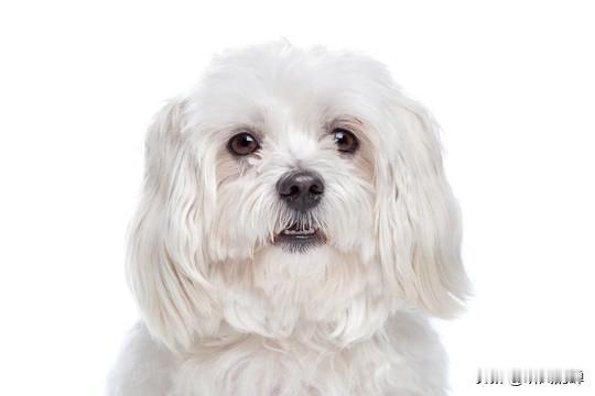 朋友的狗丢了，不惜租用搜救犬寻找，很幸运真得找到了。

朋友是真喜欢狗，她养了一