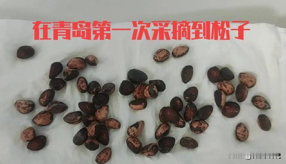 青岛新发现，第一次在青岛采到松子，感觉很新奇。青岛松树很多，北岭山，信号山，崂山
