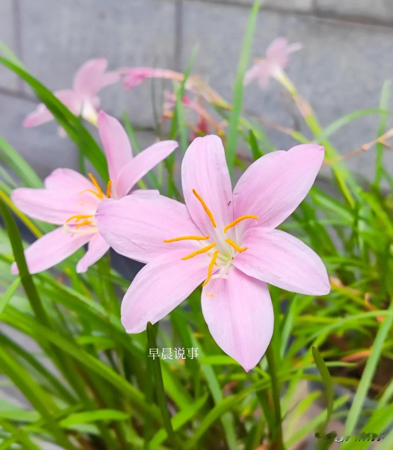 拍自小区的花朵，迈步，闻香。#可以分享一张秋景树叶的照片吗#